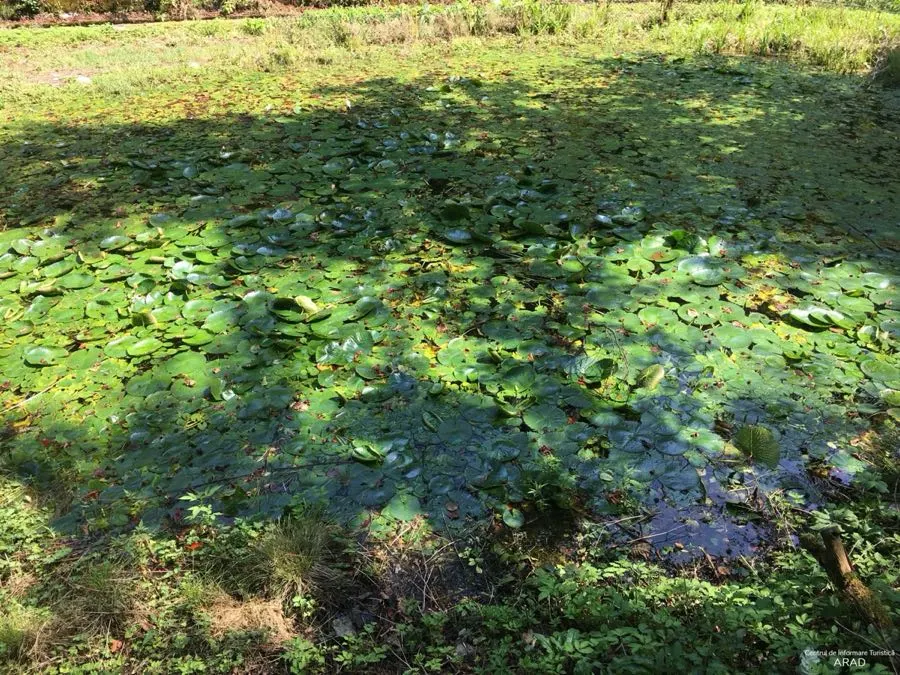 Vegetație de nuferi pe lacul din Moneasa
